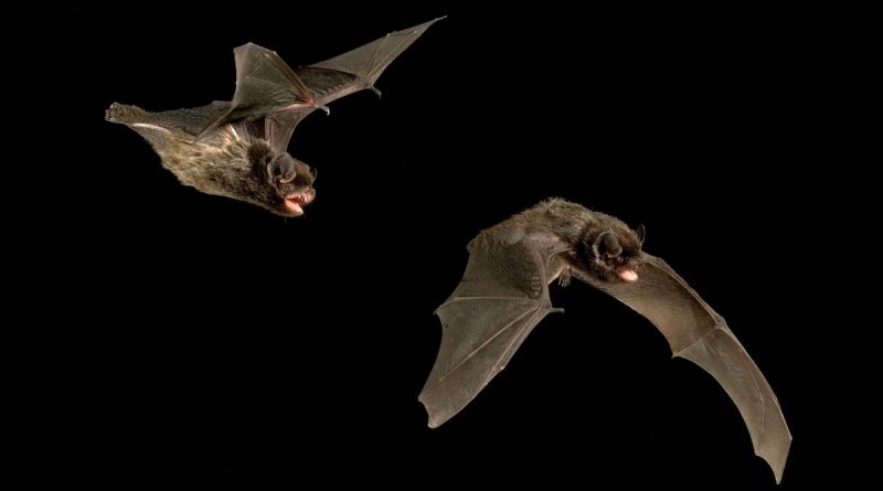 Bats can sing—and this species might be crooning love songs