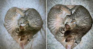 Cats Get Into Valentine’s Day Spirit With ‘Adorable’ Heart-Shaped Cuddle