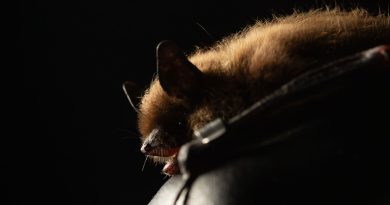 Can niche lives of bats help them avoid the white-nose syndrome?