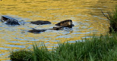 NASA Data Helps Beavers Build Back Streams