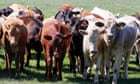 US cows now have bird flu, too – but it’s time for planning, not panic | Devi Sridhar