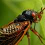 Cicada-palooza! Billions of bugs to blanket America