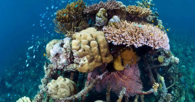 Solar-powered floating islands could help to regrow coral reefs