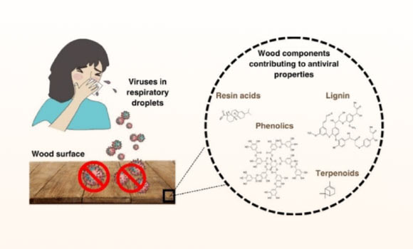 Solid Wood Surfaces Have Natural Antiviral Properties, Study Shows