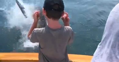 Great white shark exploding on bass a lesson for Cape Cod anglers