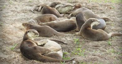 The otters of Singapore — and other unexpected wildlife thriving in cities | Philip Johns