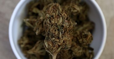 Voters Should Know the Truth About These Marijuana Myths | Opinion