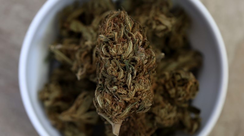 Voters Should Know the Truth About These Marijuana Myths | Opinion
