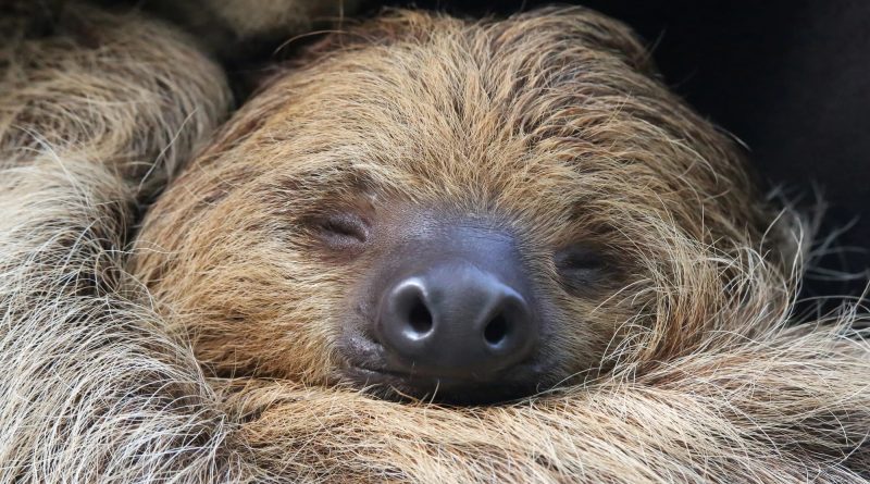 Sloths may be in danger by the end of the century