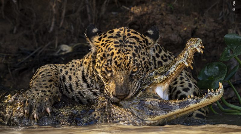 11 unforgettable scenes from the Wildlife Photographer of the Year awards