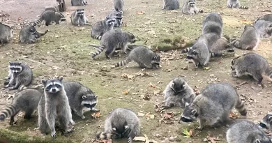 Woman Forced to Call Police After Having Home Besieged by 100-Strong Raccoon Army