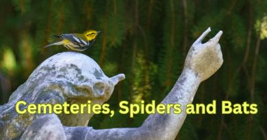 Bats, Spiders and Cemeteries