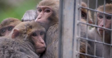 South Carolina Lab Escape: 24 Monkeys Recovered Unharmed