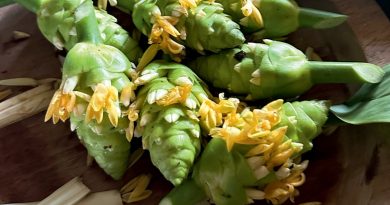 How this guide is preserving Maya culture through food