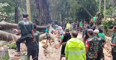 Tourist killed in tree collapse at Ubud Monkey Forest in Bali