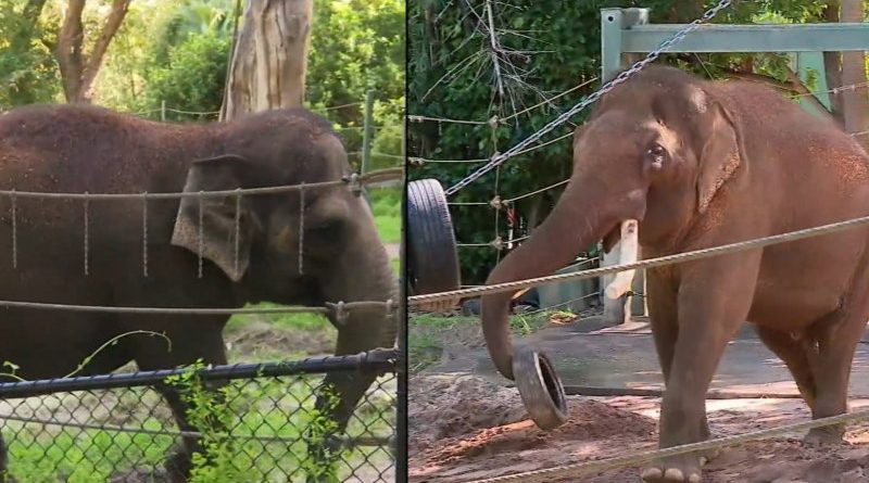 Beloved elephants celebrate last few days at Perth Zoo
