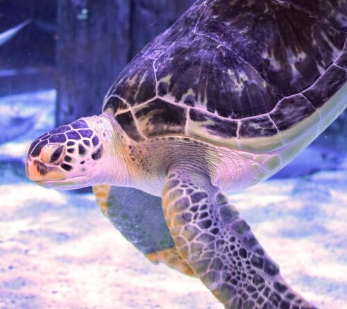 Green sea turtle gets relief from “bubble butt” syndrome thanks to 3D printing