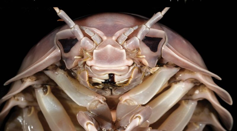 This horrifyingly massive new sea bug that was just discovered is pure nightmare fuel