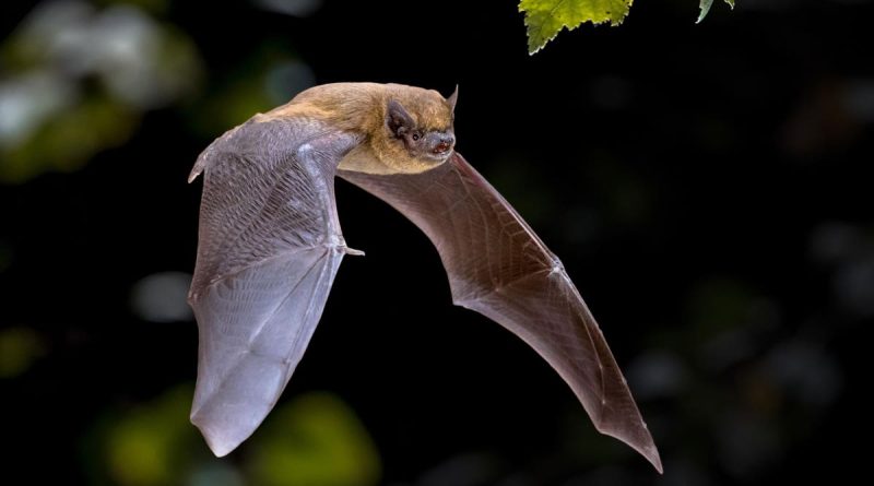 what-is-hku5-cov-2-scientists-find-bat-virus-similar-to-covid-19