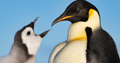 Filmmaker James Cameron on penguins, arctic cold, and lowlight cameras