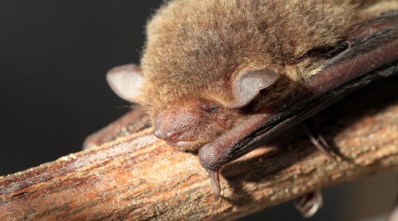 A Bat Virus Could Someday Spill Over to Humans, Tipping Off a New Pandemic