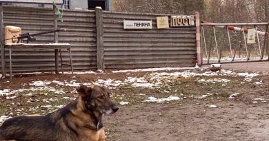 The dogs of Chernobyl may be evolving right before our eyes