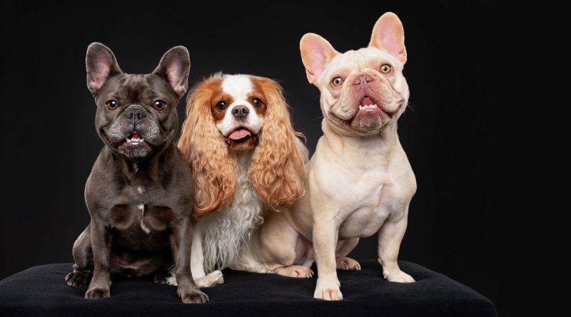 A Sit-Down with a Dog Photographer
