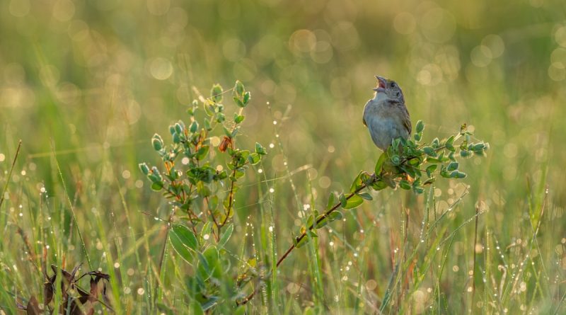 The unlikely comeback of America’s most endangered songbird