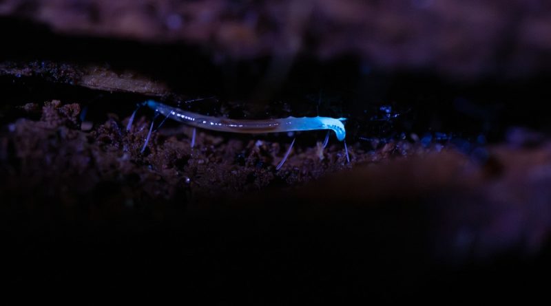 These elusive insects glow electric blue—and are only found in Appalachia