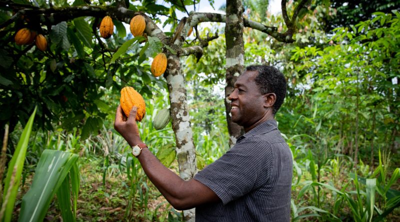 EUDR: 4 key traceability challenges for cocoa