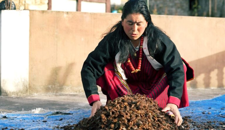 Efforts to revive India’s disappearing endangered star anise