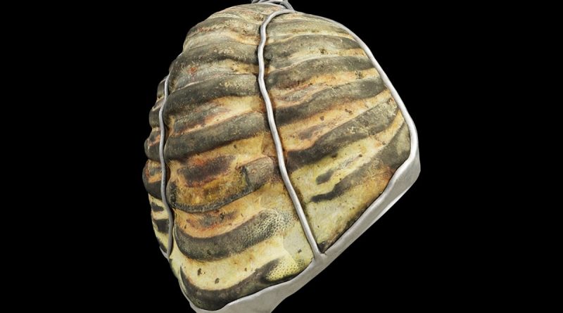 Did ancient Romans collect fossils too? New discovery offers a clue.