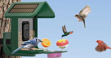 Make birdwatching easy and save $50 with this Onlyfly smart bird feeder camera from Amazon