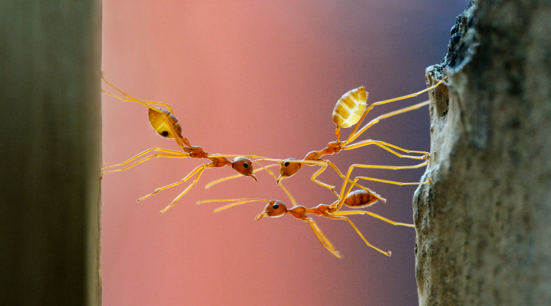 Ants are better at teamwork than humans