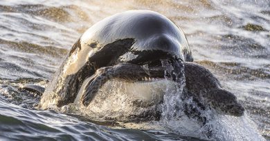 16 breathtaking images from the 2025 Ocean Photographer of the Year contest