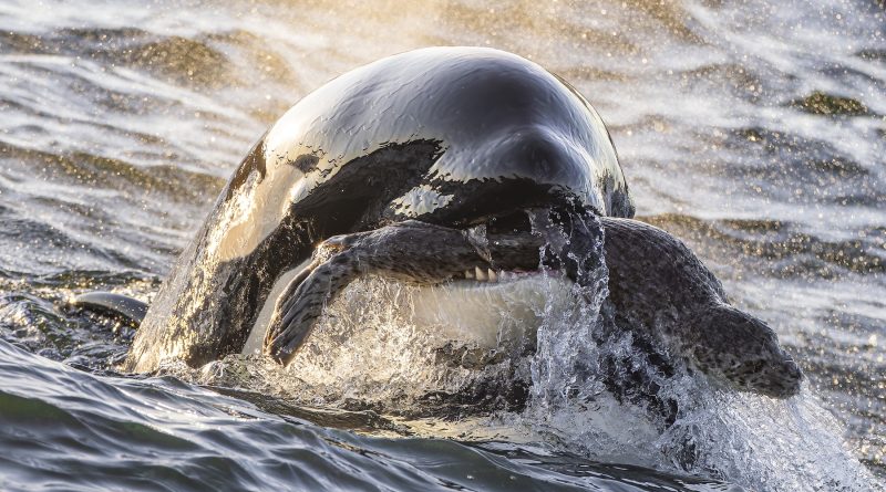 16 breathtaking images from the 2025 Ocean Photographer of the Year contest