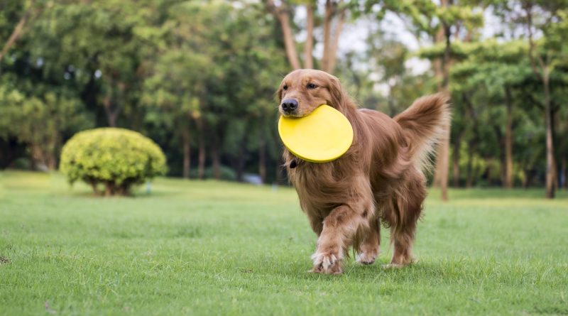 Golden retrievers help scientists pinpoint a deadly heart mutation