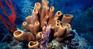 Sea sponges may have been Earth’s first living creatures
