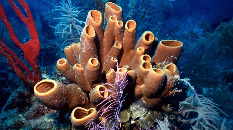 Sea sponges may have been Earth’s first living creatures