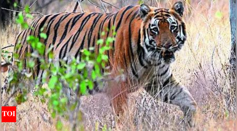 Big cat, big loss: In 4 years, Maharashtra has lost 142 tigers, 537 leopards, reveals RTI query