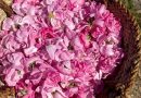 Discover Oman through its perfumes and ancient aromas