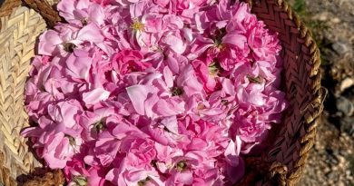 Discover Oman through its perfumes and ancient aromas