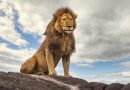 The Lion Does Not Concern Himself With Long COVID. Maybe He Should?