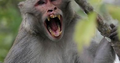 Herpes-COVID Monkeys on the Loose After Big Rig Crashes: Report