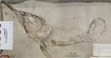 Decapitated fish fossils depict Late Jurassic food chain