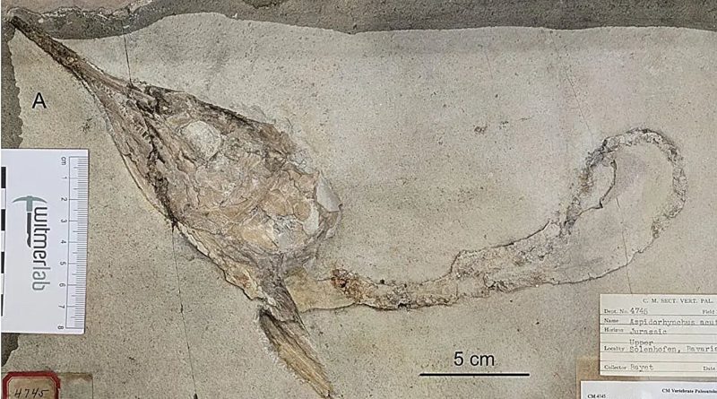 Decapitated fish fossils depict Late Jurassic food chain