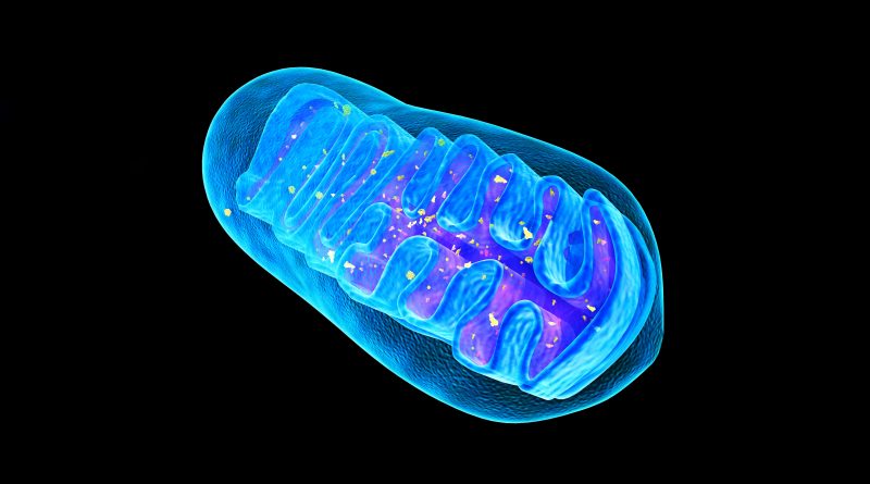 Mitochondria Help Your Whole Body Run Better. These Science-Backed Strategies Power them Up.