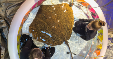Giving a 140 pound stingray a check up requires 8 people