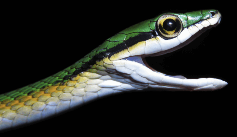 Photos: Top new species from 2025