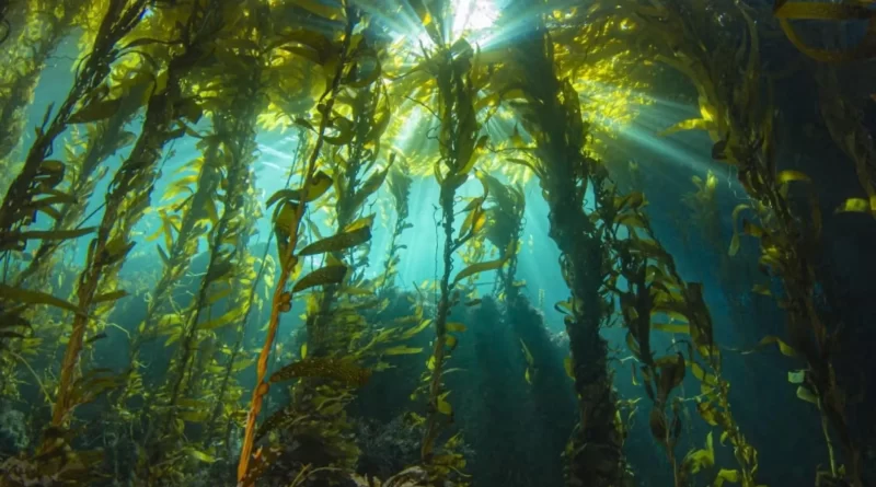 “Marine darkwaves”: Hidden ocean blackouts are putting sealife at risk